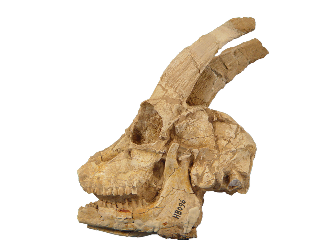 高氏羚羊头骨化石