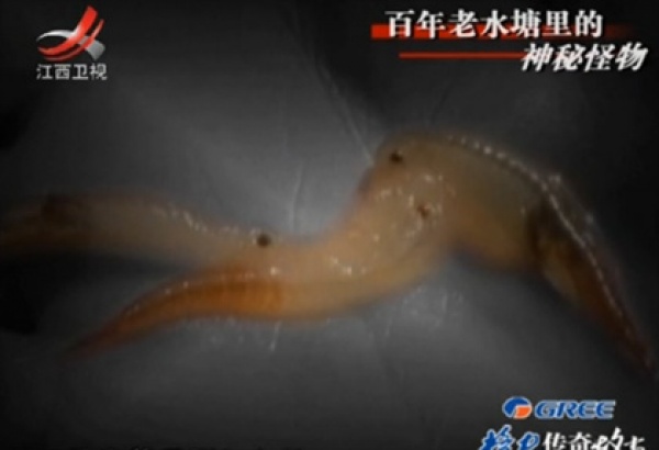  p> span class="ref" data-ctrid="2ev0wjgot1y">《传奇故事》是江西