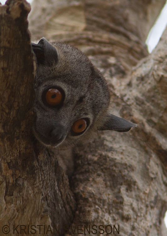  p>棕尾鼬狐猴是一种狐猴,分布于马达加斯加群岛. /p>