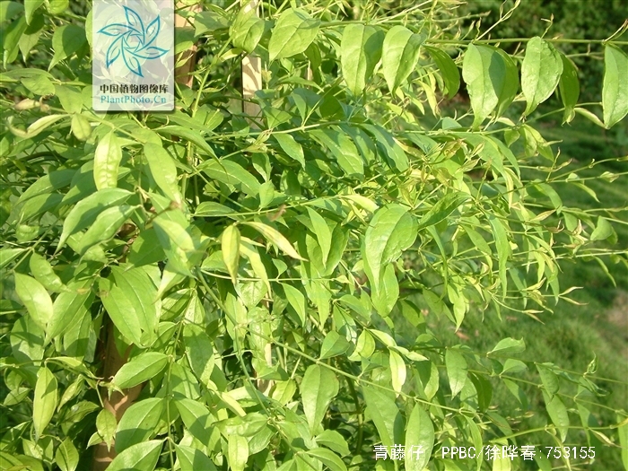  p>青藤仔,是 a target="_blank" href="/item/双子叶植物纲/229183"