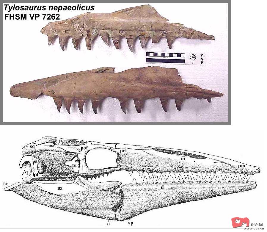  p>海王龙(tylosaurus)又名 a href="#" data
