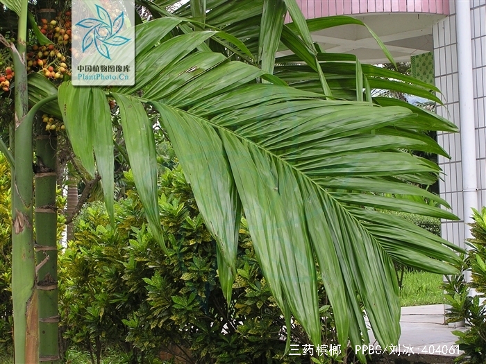 areca triandra roxb.