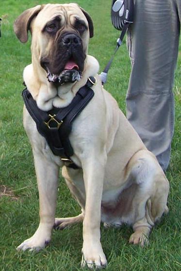  p> a href="#">马士提夫 /a>犬的 a href="#">英文 /a>名为:mastiff.