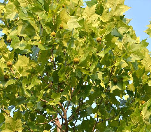  p>一球悬铃木(学名: i>platanus occidentalis /i> l.