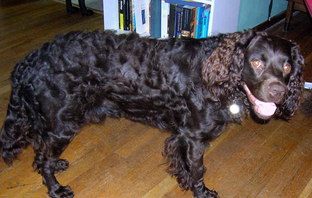 大型美国水猎犬