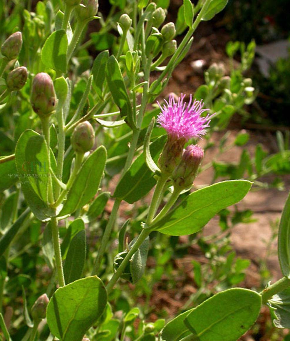  p>花花柴(学名: i>karelinia caspia  /i>(pall.) less.