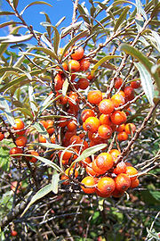  p>胡颓子科(学名:elaeagnaceae&nbsp;juss.)是桃金娘目的一科.
