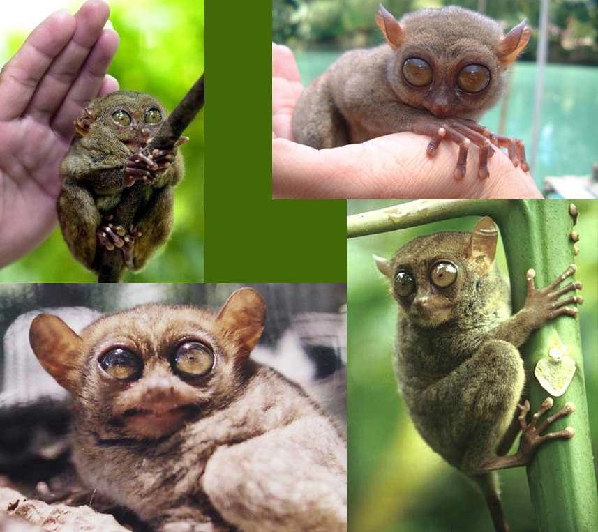  p>眼镜猴(学名:philippine tarsier),又称 a href="#" data-lemmaid=