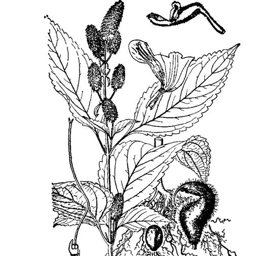 植物开花犹如芝麻开花,围绕茎而开. /p>