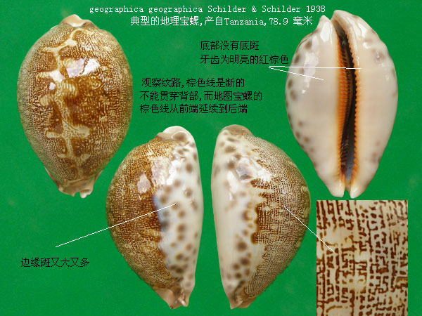  p>地理宝螺(学名:leporicypraea geographica geogra