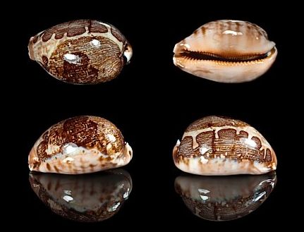  p>地理宝螺(学名:leporicypraea geographica geographica)是腹足纲