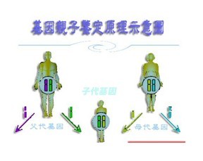 dna亲子鉴定