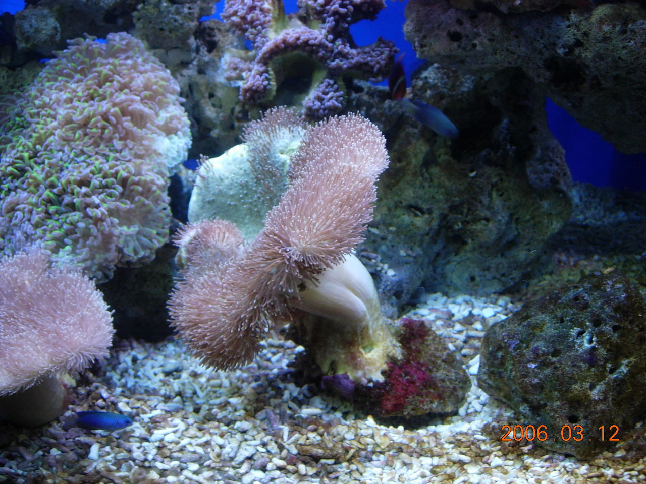  p>红鸡冠珊瑚(英文名称:dendronepythya sp )分布于 a href="#" data