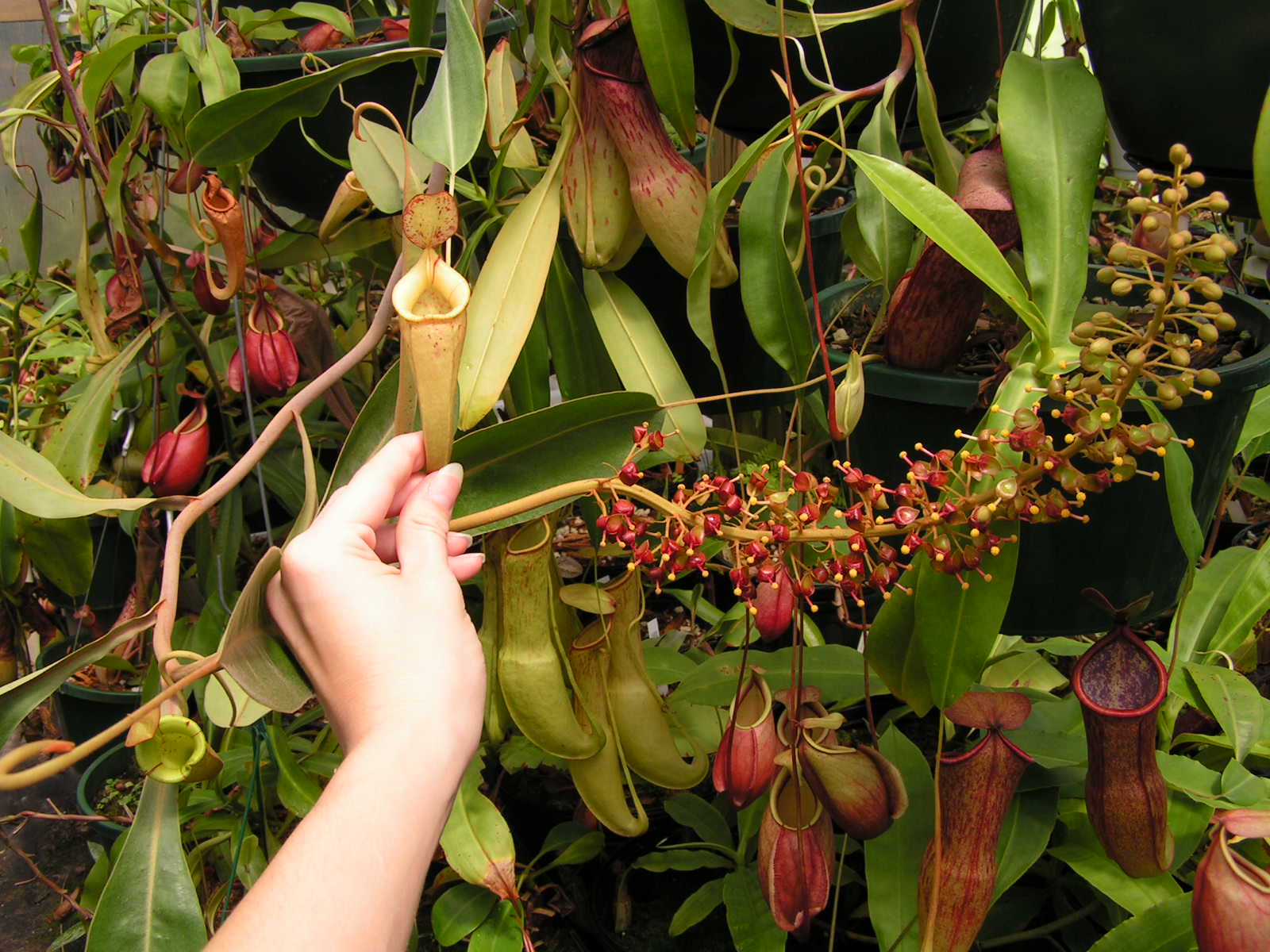  p>虎克猪笼草是由 a href="#" data-lemmaid="2384353">莱佛士猪笼草