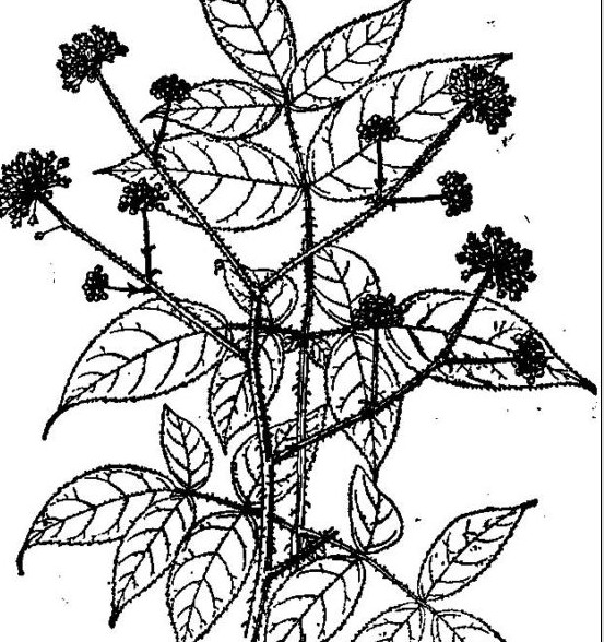  p>虎刺楤木(学名:aralia armata)是五加科楤木属植物.
