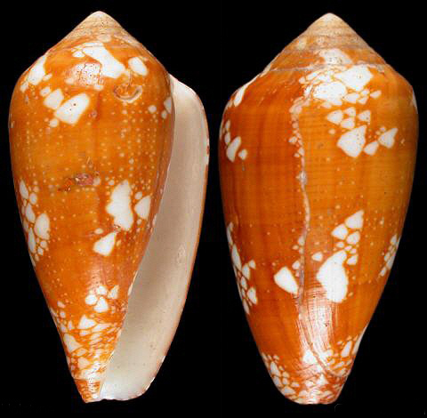  p>总状花序芋螺,新腹足目,芋螺科类生物,螺壳尺寸50 mm.