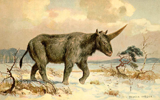 板齿犀(elasmotherium)