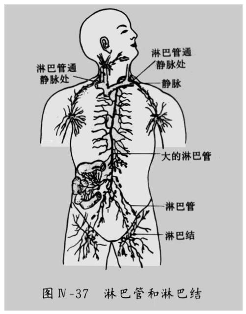  p>淋巴循环(lymph circulation)是循环系统的重要辅助部分,可以把它