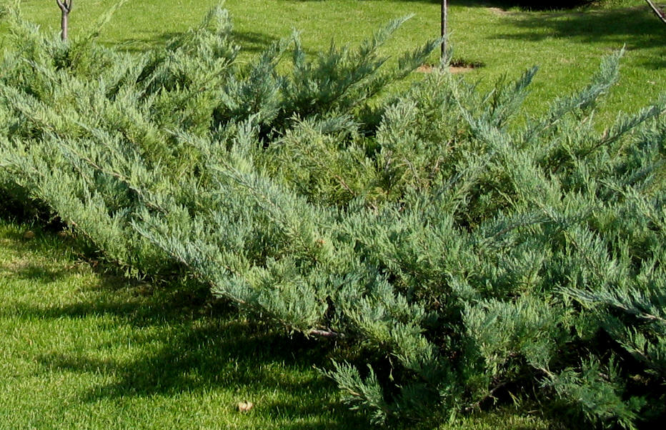  p>常绿植物在植物学中指的是一种全年保持叶片的植物,叶子可以在枝干