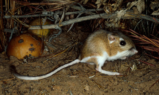 ords kangaroo rat