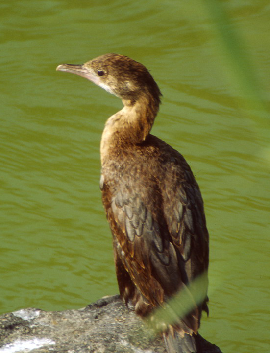  p>侏鸬鹚(学名: i>microcarbo pygmeus /i>,英文名:pygmy cormorant)