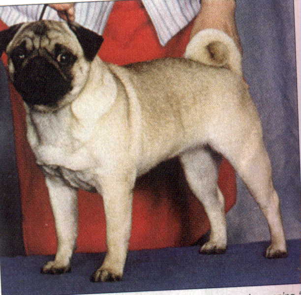  p data-id="gnbq4cpbb7">哈巴犬(pug) 是古老的犬种之一.