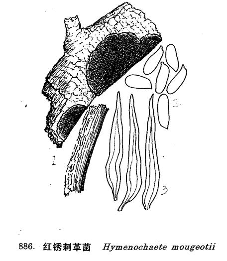  p>红锈刺革菌(hymenochaete mougeotii (fr.) cke.