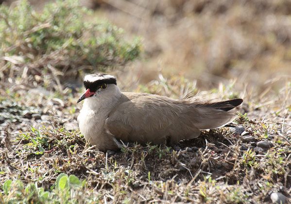  p>冕麦鸡(学名: i>vanellus coronatus /i>)