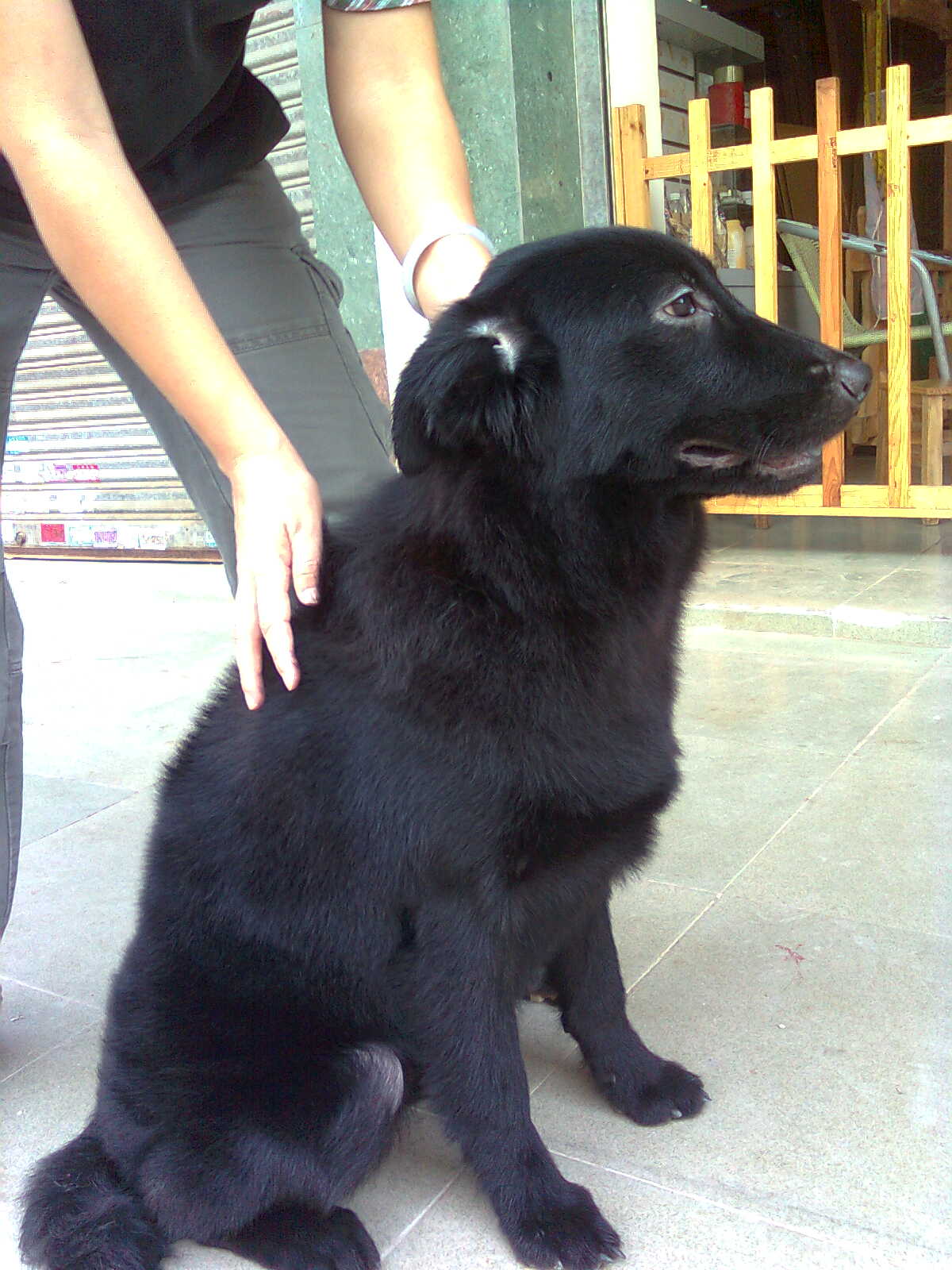  p> a target="_blank" href="/item/平毛寻回犬/2638816" data-lemma