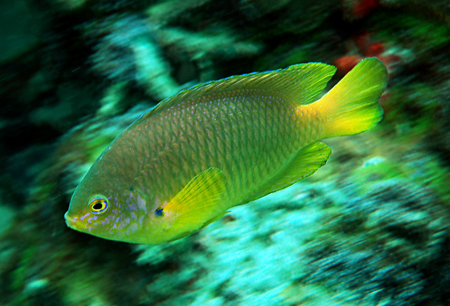  p>安邦雀鲷, i>pomacentrus amboinensis /i> (bleeker, 1868), a