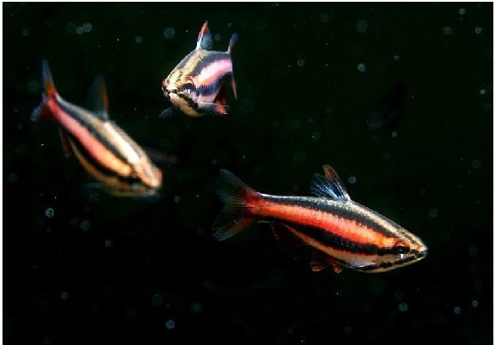  p>火焰铅笔,学名红带铅笔鱼(nannostomus mortenthaleri),为脂鲤目