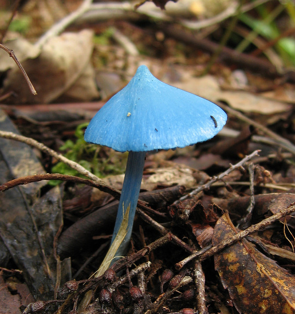  p>霍氏粉褶菌(学名: i>entoloma hochstetteri /i>):是一种在新西兰