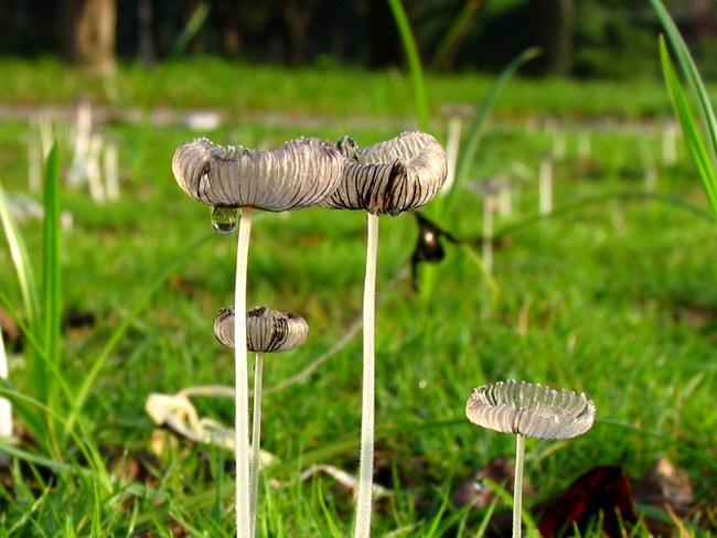  p>白绒鬼伞,生肥土上或生林地上.