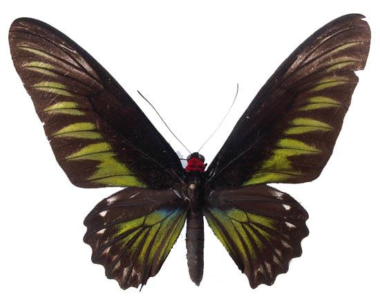 咬鹃翠叶红颈凤蝶