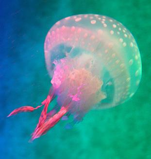  p data-id="gnvjokyx46">水母体的伞呈半球状,具有大小白色斑点.