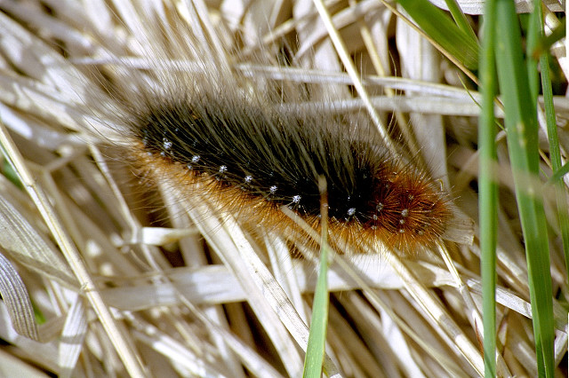  p>豹灯蛾( i>arctia caja /i> linnaeus,1758)