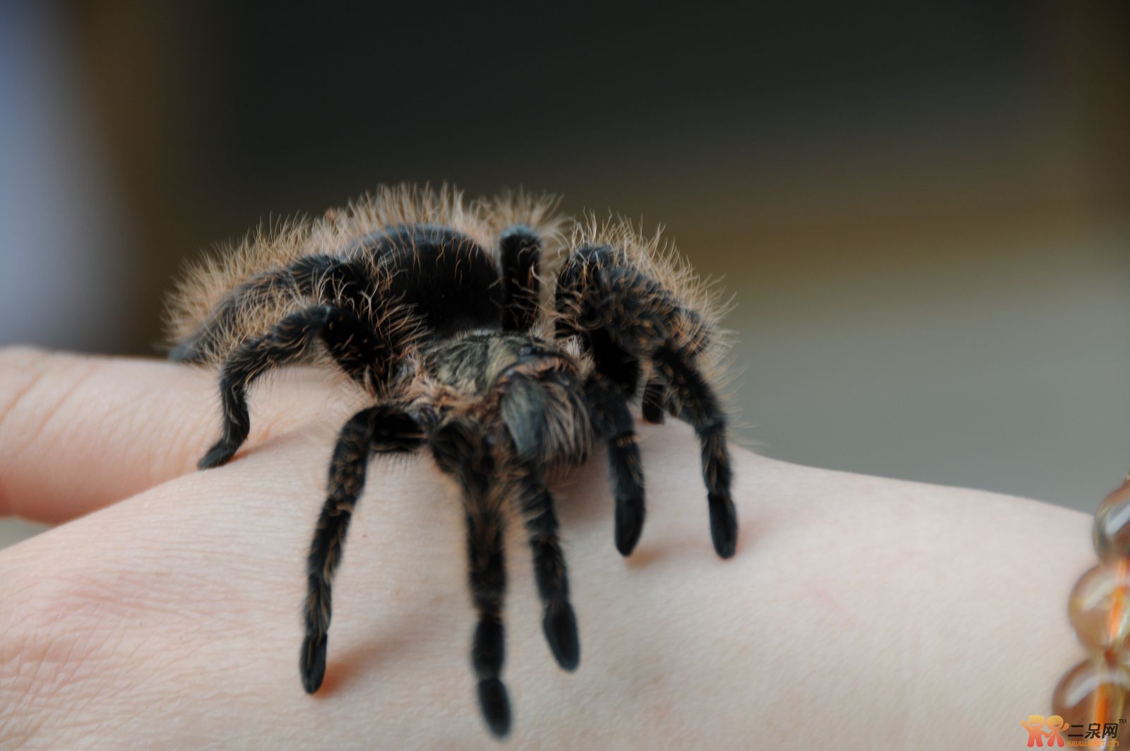  p>红玫瑰蜘蛛原产于智利的荒漠中.