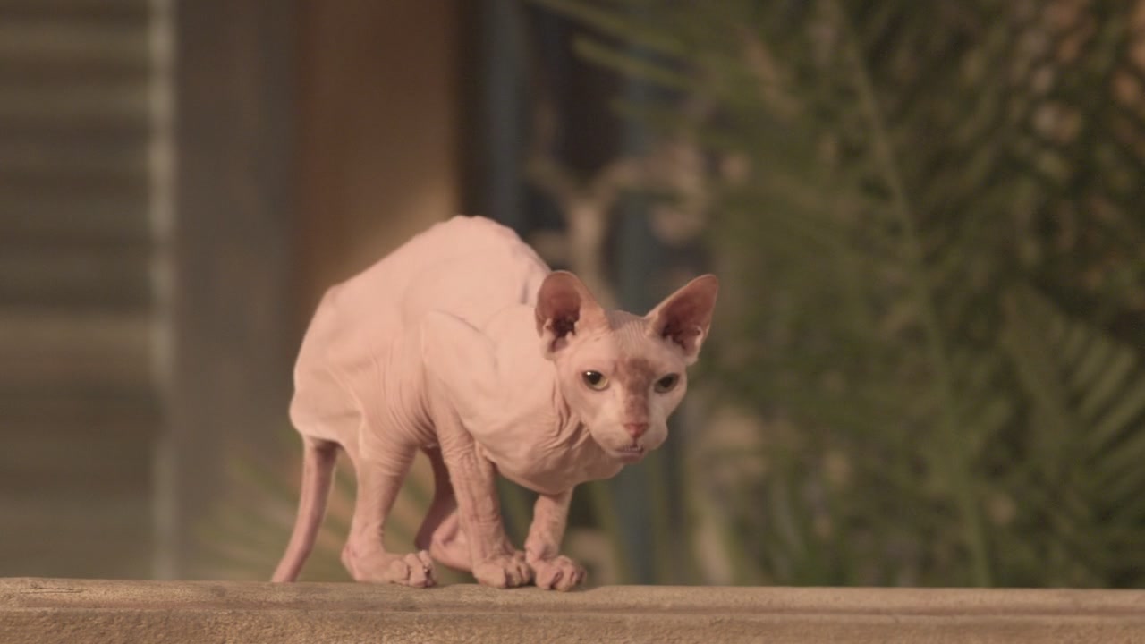 神犬也疯狂:护宝巴迪