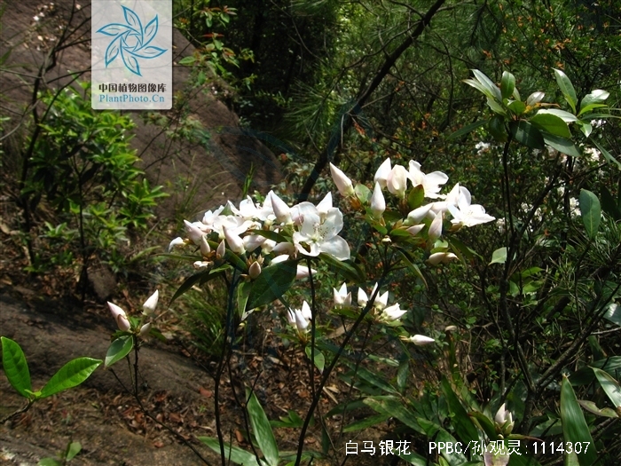  p>白马银花(学名: i>rhododendron hongkongense /i> hutch.