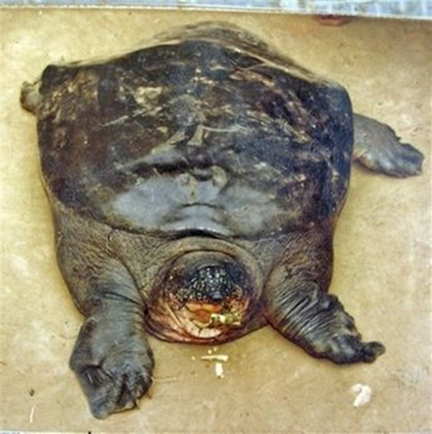  p>斑鳖(学名: i>rafetus swinhoei /i>):又名 a target="_blank"