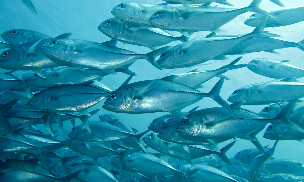  p>六带鲹,学名: i>caranx sexfasciatus /i> (quoy et gaimard, 1825