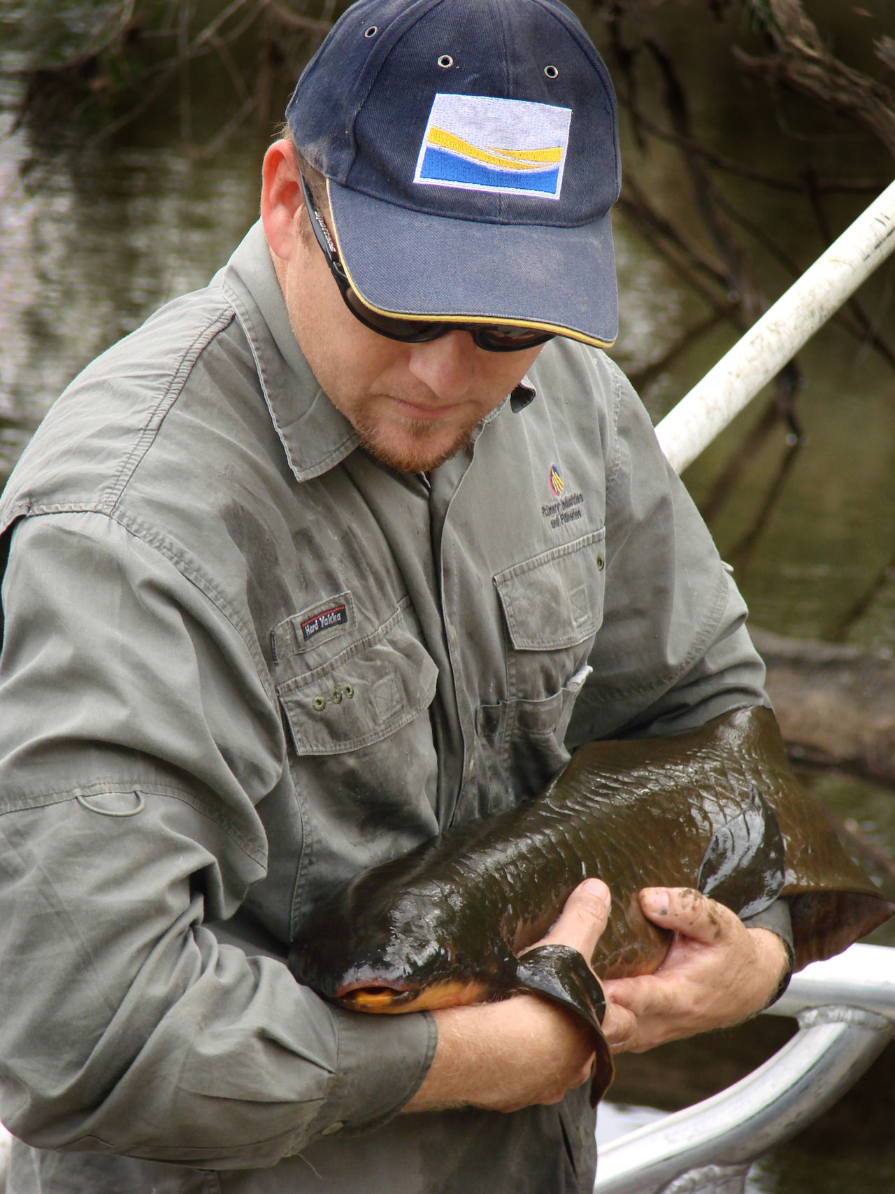  p>澳大利亚肺鱼(neoceratodus forsteri)又称澳洲肺鱼,昆士兰肺鱼,为