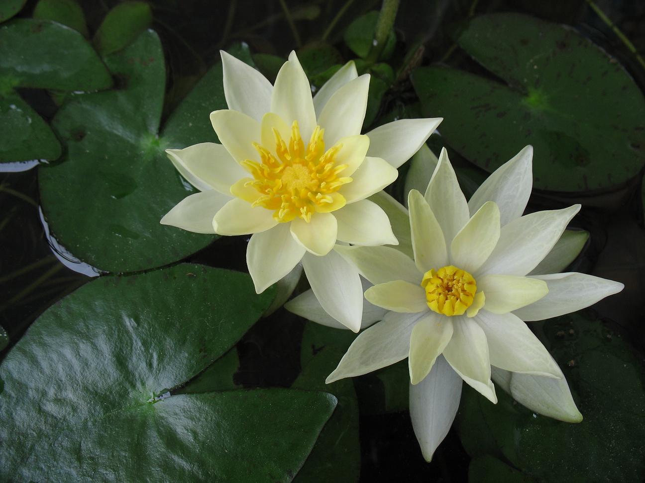 nymphaea alba
