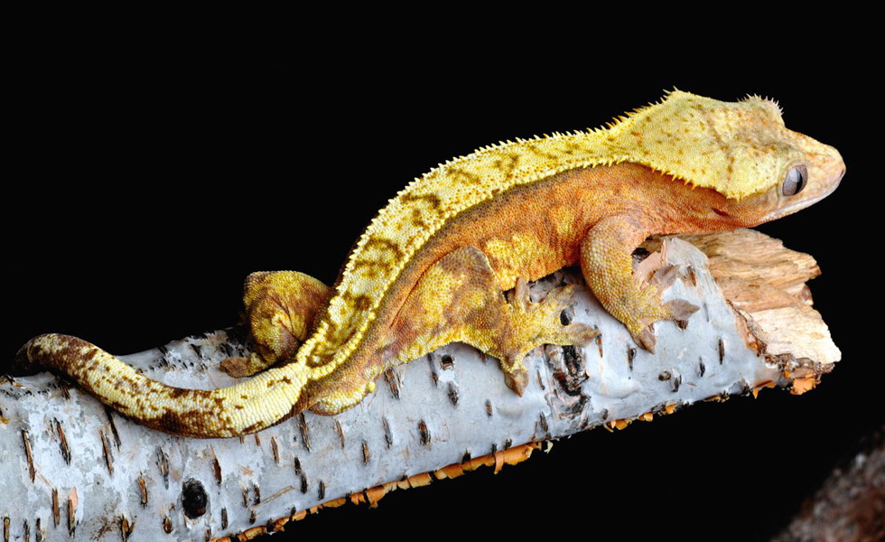  p>睫角守宫(学名: i>correlophus ciliatus /i>):是蜥蜴目,壁虎科