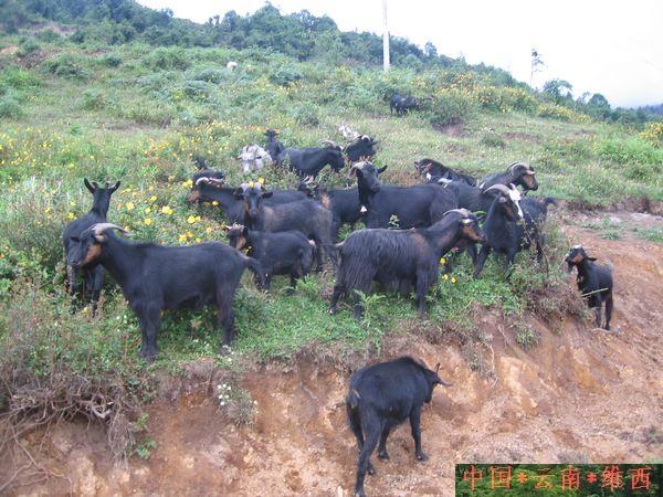 " data-lemmaid="5812413">乌骨羊 /a>原产地全世界只有云南省 a