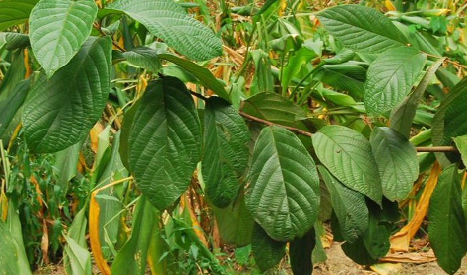  p>中华安息香(学名: i>styrax chinensis  /i>hu et s.y.