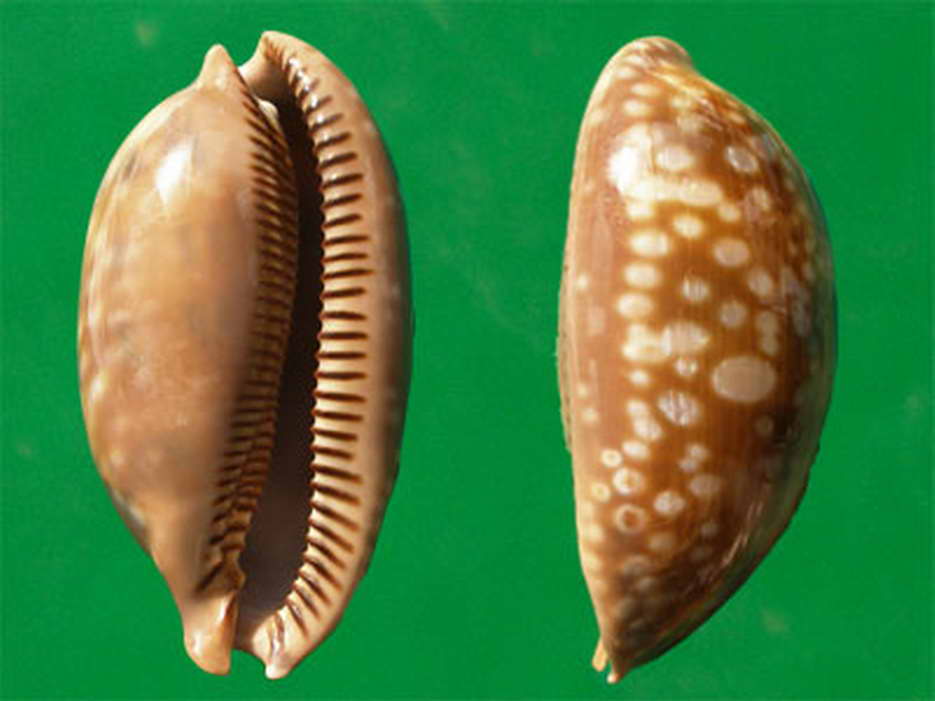 macrocypraea zebra zebra