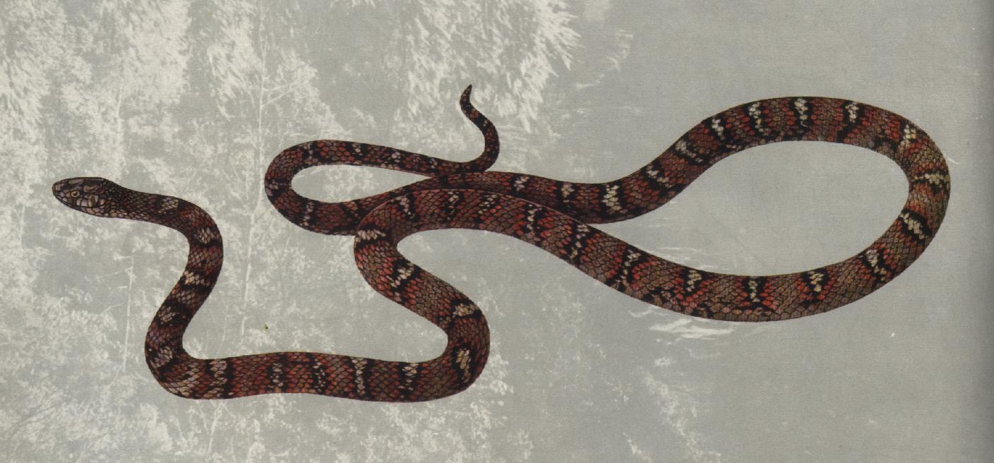  p>台湾小头蛇, a href="#">游蛇科 /a> a href="#">小头蛇属 /a>物种