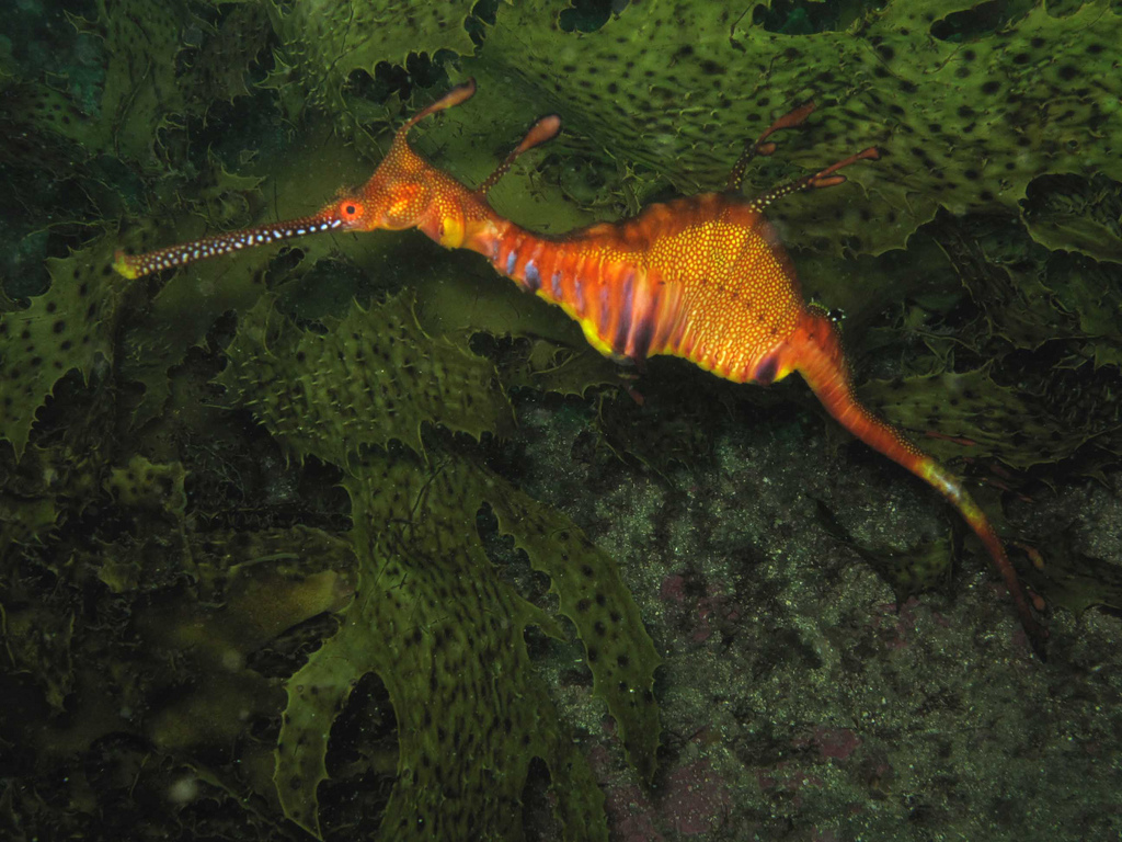  p>草海龙(学名: i>phyllopteryx taeniolatus /i>),是海龙科,叶海马