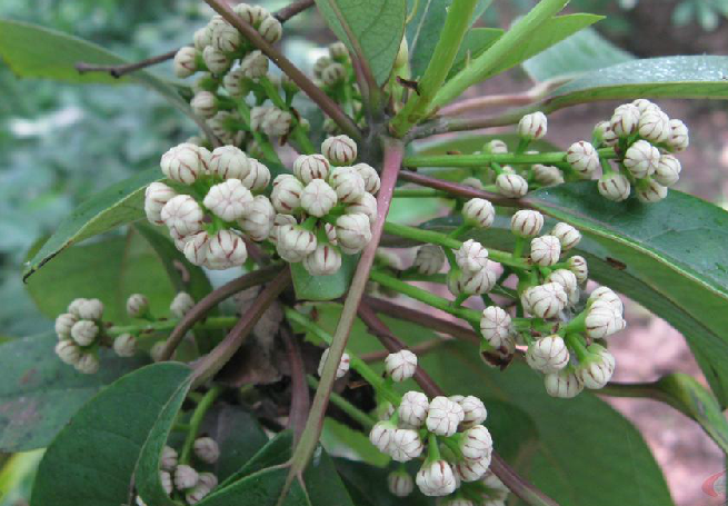 为虎皮楠科植物牛耳枫 i>daphniphyllum calycinum  /i>benth.的果实.